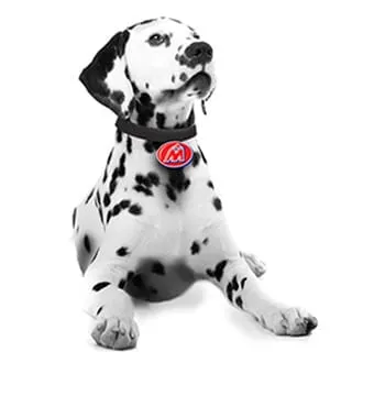 Dalmatian